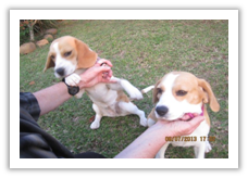 We are pet friendly